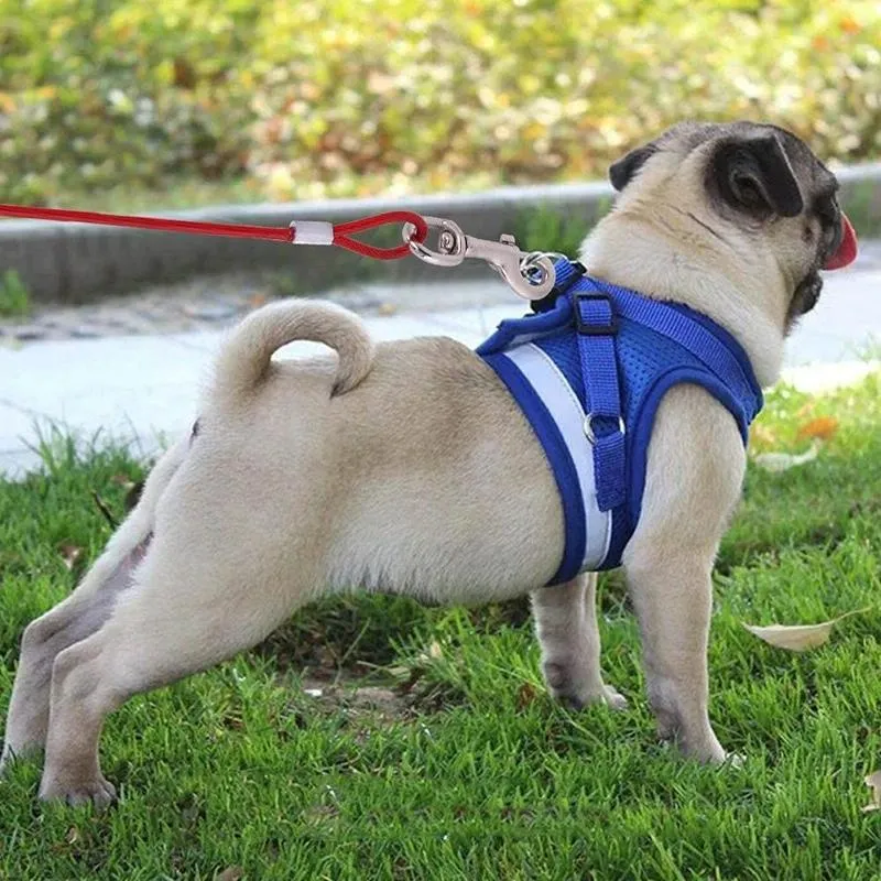 2 In 1 Pet Traction Rope With Handle 10M Length Random Colour