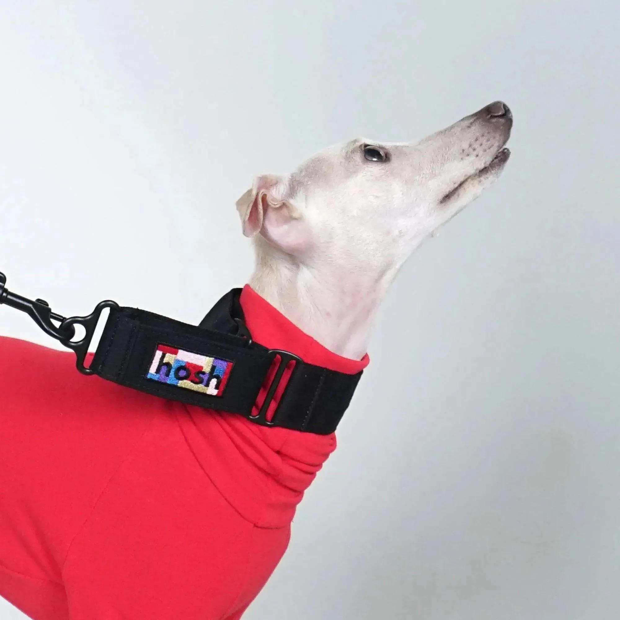Primary Colour Martingale Collar   Leash Set | Black