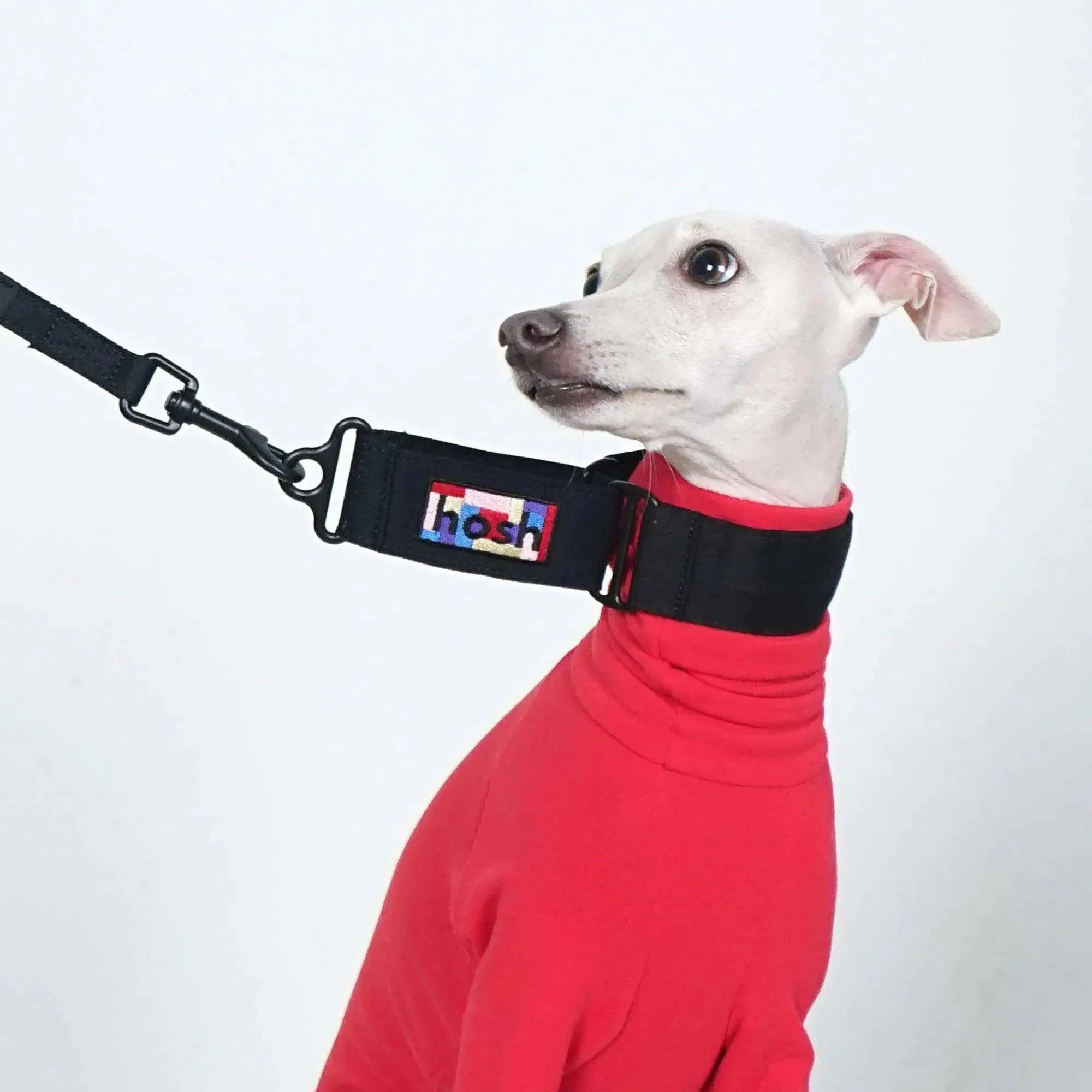 Primary Colour Martingale Collar   Leash Set | Black