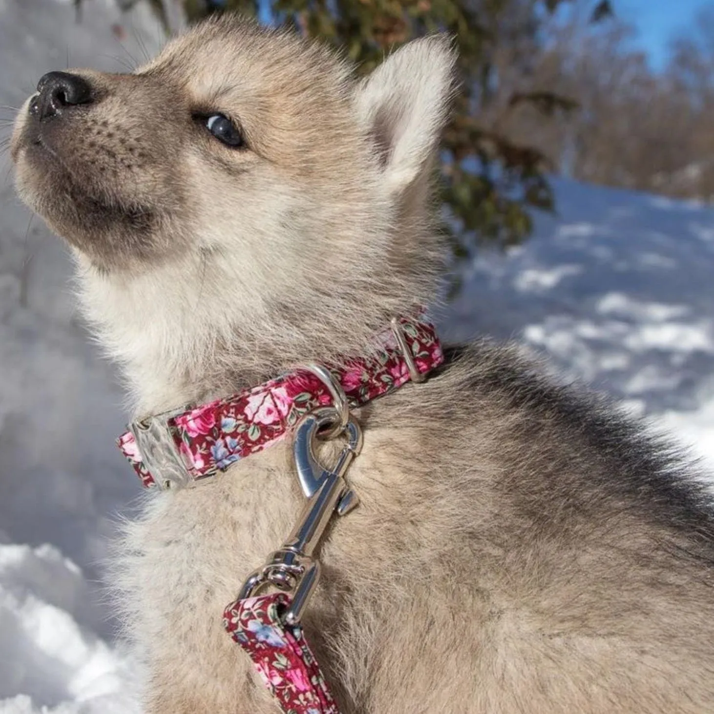 Rosa Leash
