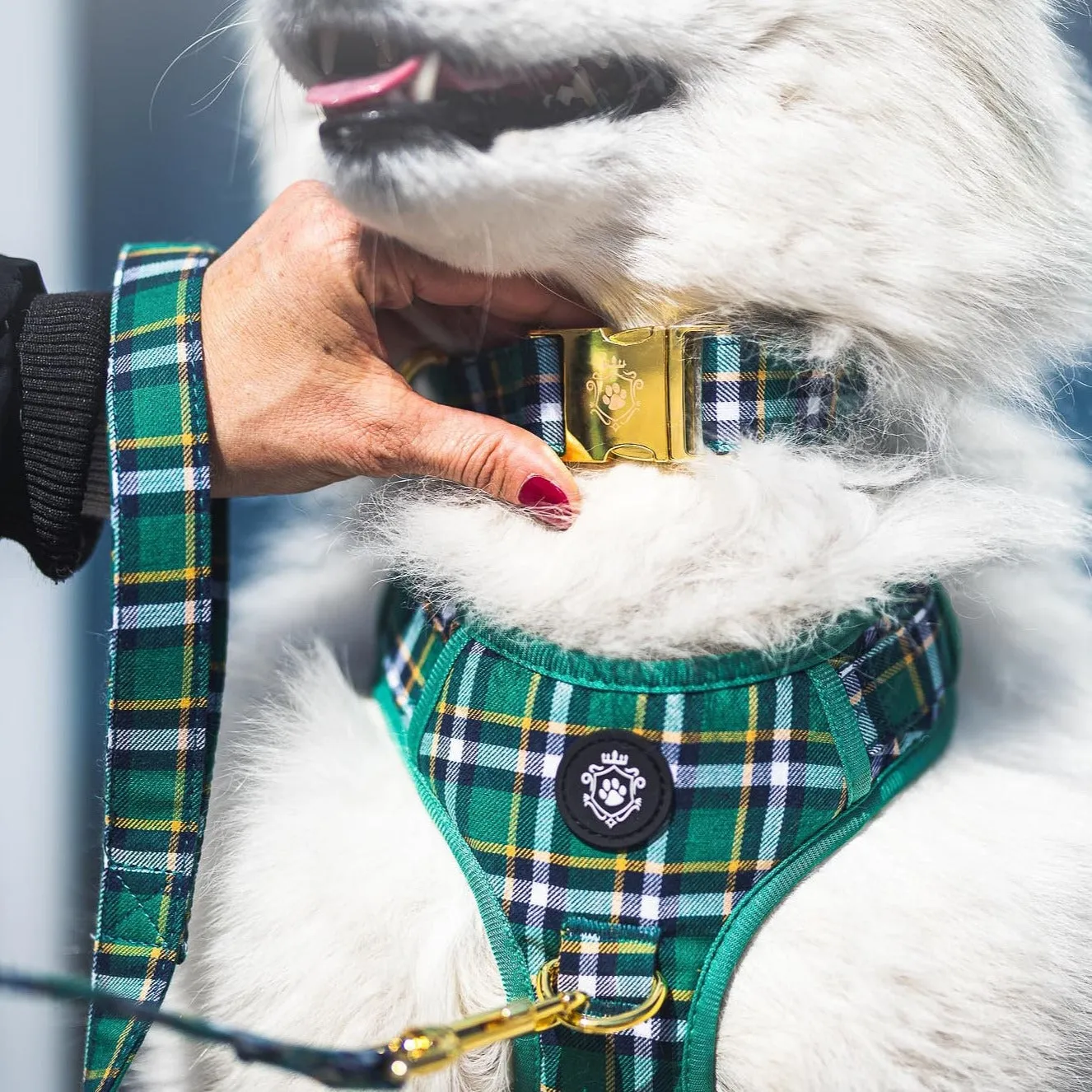 Scotland Harness